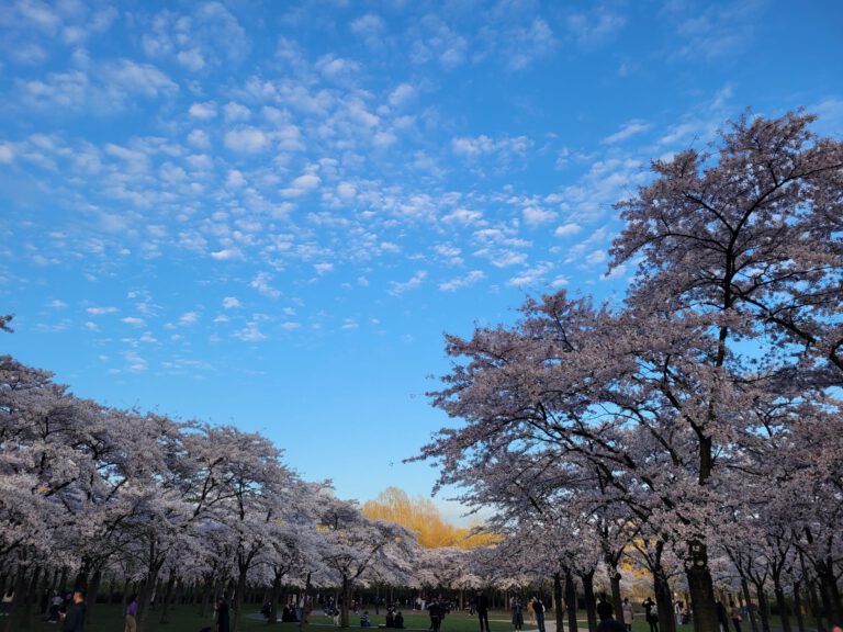 The japanese garden near Amsterdamse Bos